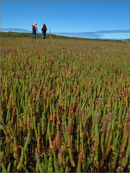 sm 090806.25.jpg - Pickle Weed only inches high carpet the lagoons near the tidal zone.